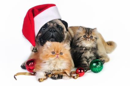 Gifts for Pets | Goodness for Pets
