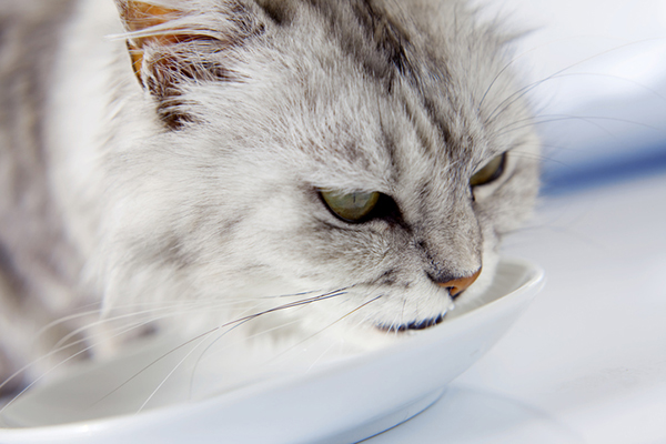 New Kitten Checklist, Cat Bowls, Cat Supplies, Pet Store | Goodness For Pets