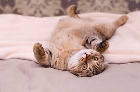 belly rub, cat belly, pet store | Goodness for Pets