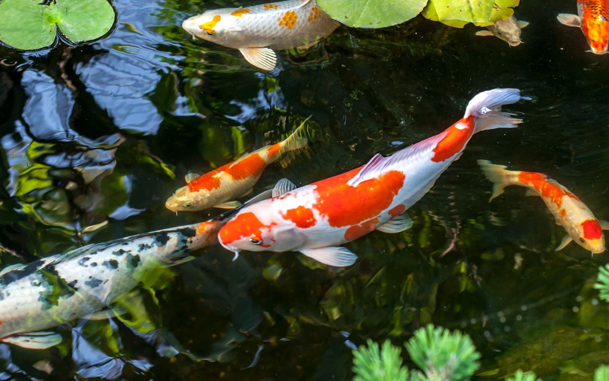 Koi, Koi pond, Koi Fish, Pet store, Pet Shop, Fish food | Goodness for Pets
