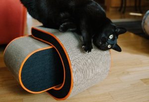 Cat Scratching the Furniture, Pet Store | Goodness For Pets