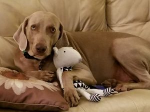 Dog with Plush Toy | Goodness for Pets