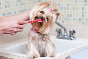 New Puppy Checklist, Brushing Dog's Teeth, Pet Store | Goodness For Pets