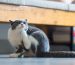 flea infestation, cat scratching, cats, pet store, pet shop | Goodness for Pets