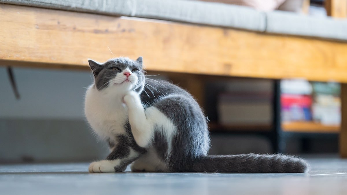 5 Ways to Prevent a Flea Infestation in Cats Series Part 1 of 2
