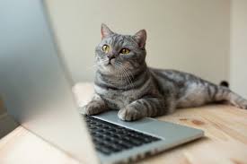 cat video, cat videos, pet store | Goodness for Pets