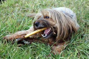 New Year's Resolutions For Your Dog Chew Pet Store | Goodness For Pets