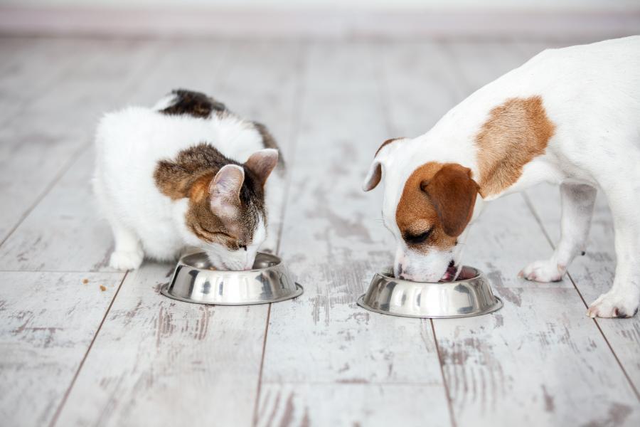 Pet Nutrition Consultation, Pet Boutique, Pet store | Goodness For Pets
