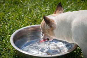 New Year's Resolutions For Your Dog Drink More Water Pet Store | Goodness For Pets